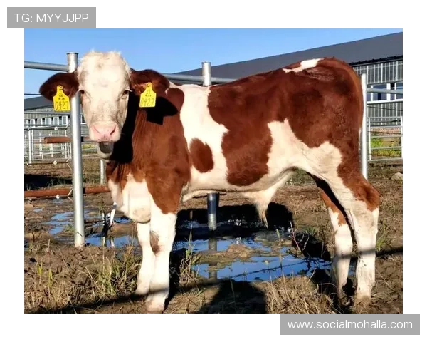 尊龙凯时官方入口支持多平台登录,确保玩家随时随地畅享精彩游戏内容 尊龙凯时官方入口支持多平台登录,确保玩家随时随地畅享精彩游戏内容